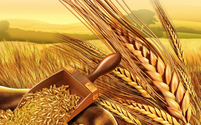 محصول القمح في مصر
