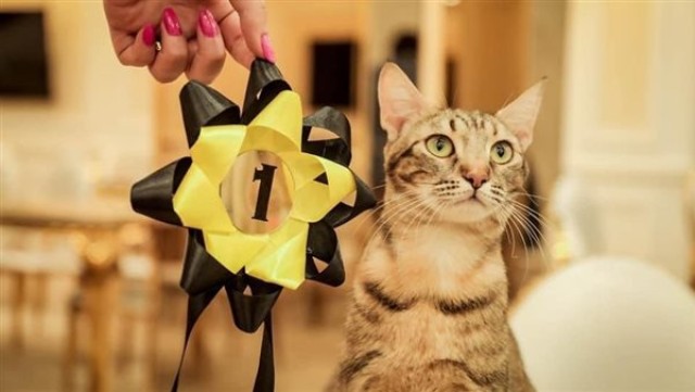 القطة الفائزة بماسبقة ملكة جمال القطط الليبية