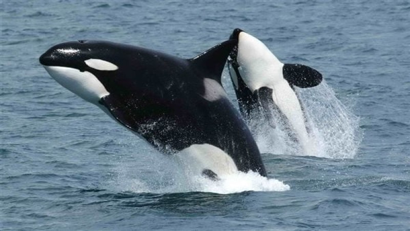 الحيتان القاتلة-حيتان الأوركا-مونتيري-