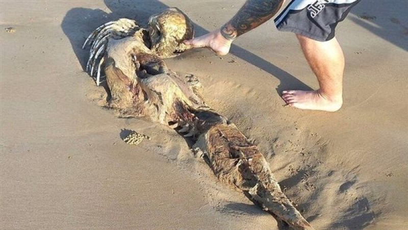 ظهور جثة مخلوق غريب على شاطئ: طوله مترين وله جمجمة إنسان