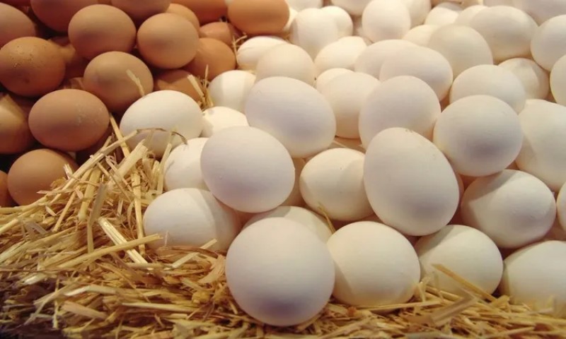 استقرار أسعار البيض في نهاية تعاملات اليوم.. الأحمر بـ118.75 جنيه