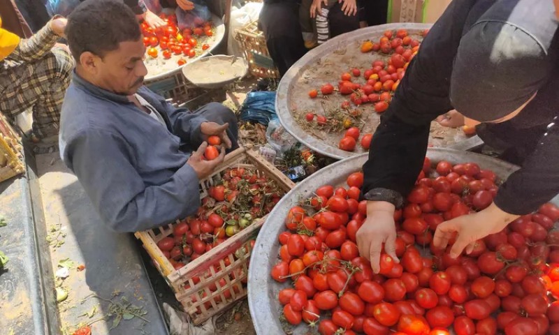 بـ 20 جنيه.. جنون الطماطم يضرب ”جيوب الفيومية” في مقتل