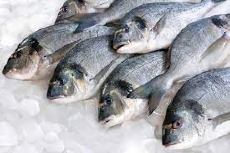 السمك النيلي يغزو أسواق الفيوم اليوم