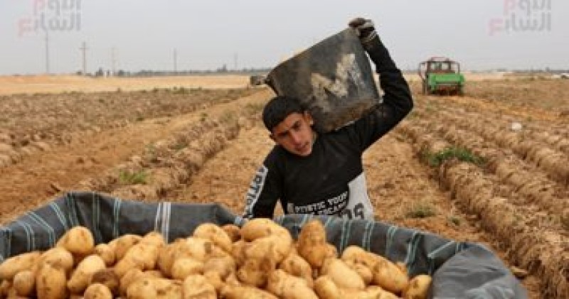 ‫الزراعة: البطاطس ثاني أكبر محصول تصديري مصري بعد الموالح