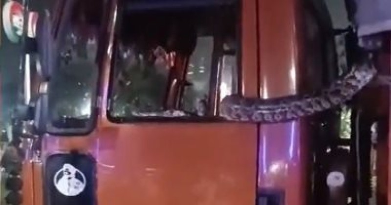 شرطى يمسك بثعبان عملاق تسلل لشاحنة وحاول مهاجمة المارة فى الهند.. فيديو