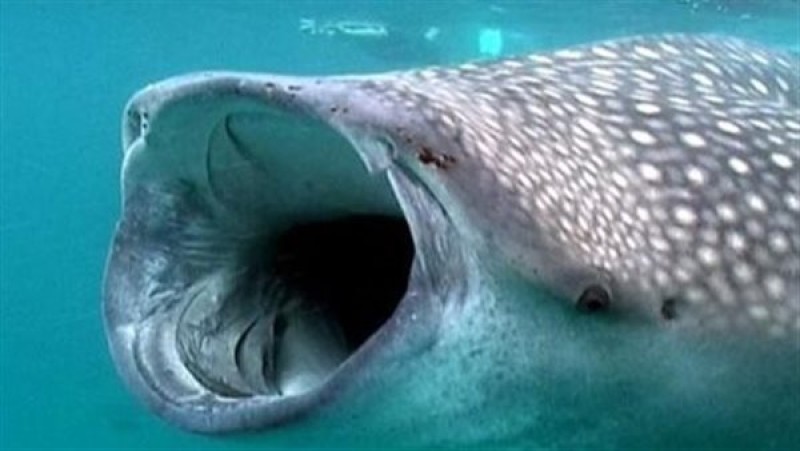 ظهور القرش الحوتي على سواحل الغردقة.. مسالم ولا يشكل خطرًا على البشر